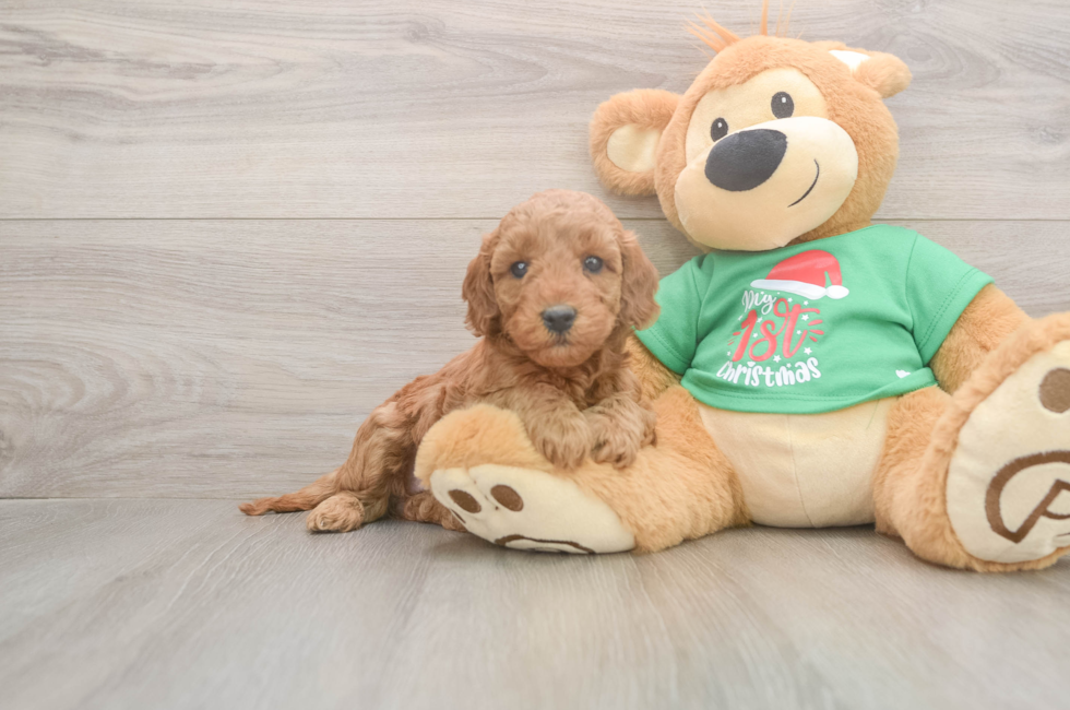 5 week old Mini Irish Doodle Puppy For Sale - Florida Fur Babies