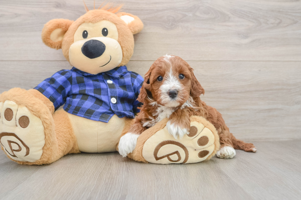 Mini Irish Doodle Pup Being Cute