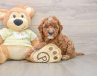 8 week old Mini Irish Doodle Puppy For Sale - Florida Fur Babies