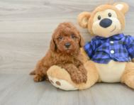 5 week old Mini Irish Doodle Puppy For Sale - Florida Fur Babies