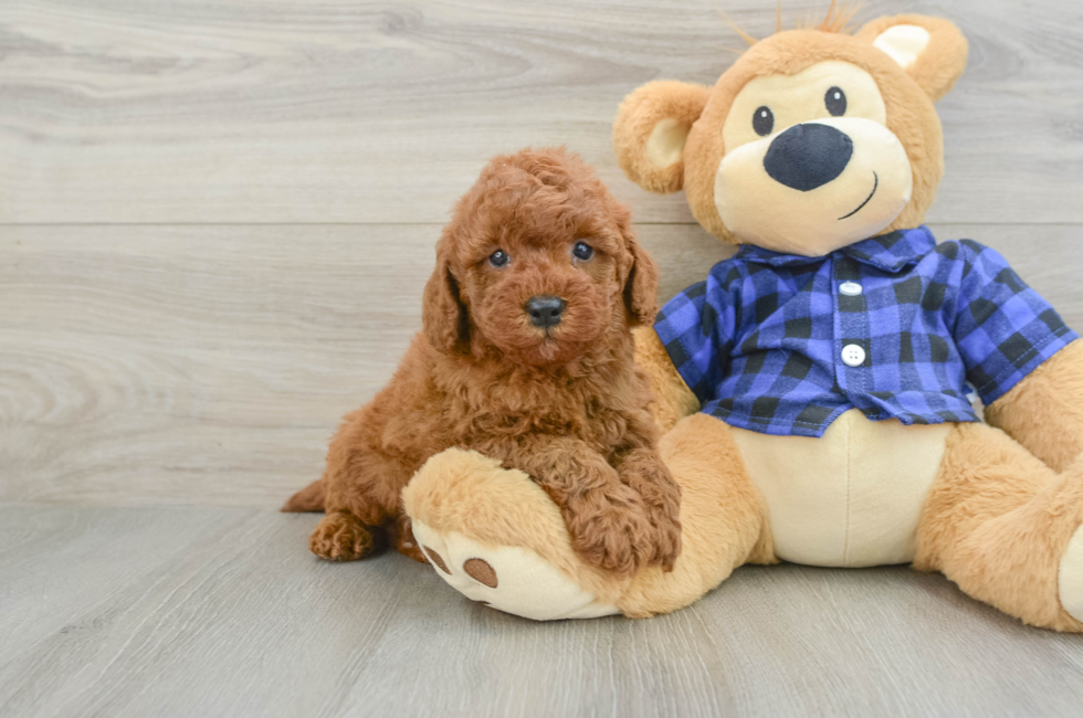 6 week old Mini Irish Doodle Puppy For Sale - Florida Fur Babies