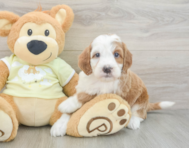 5 week old Mini Irish Doodle Puppy For Sale - Florida Fur Babies