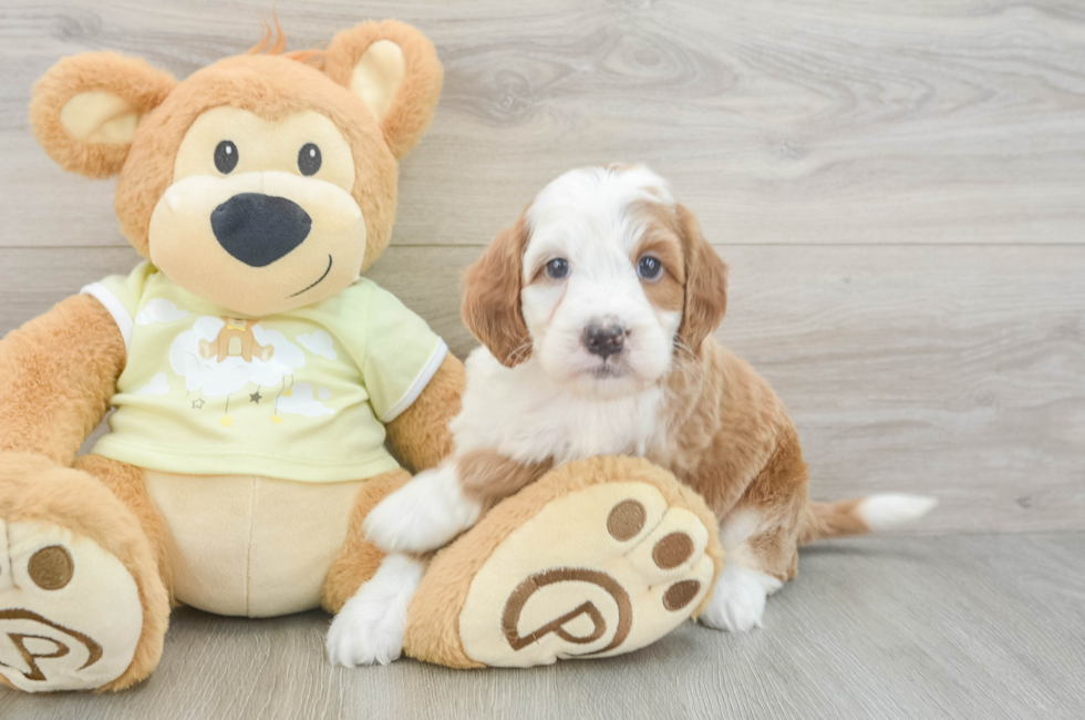 5 week old Mini Irish Doodle Puppy For Sale - Florida Fur Babies