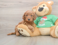 5 week old Mini Irish Doodle Puppy For Sale - Florida Fur Babies