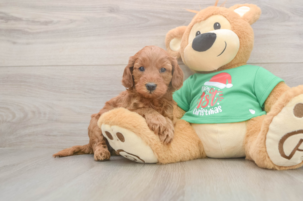 5 week old Mini Irish Doodle Puppy For Sale - Florida Fur Babies