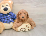 5 week old Mini Irish Doodle Puppy For Sale - Florida Fur Babies