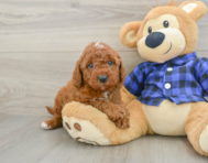 5 week old Mini Irish Doodle Puppy For Sale - Florida Fur Babies