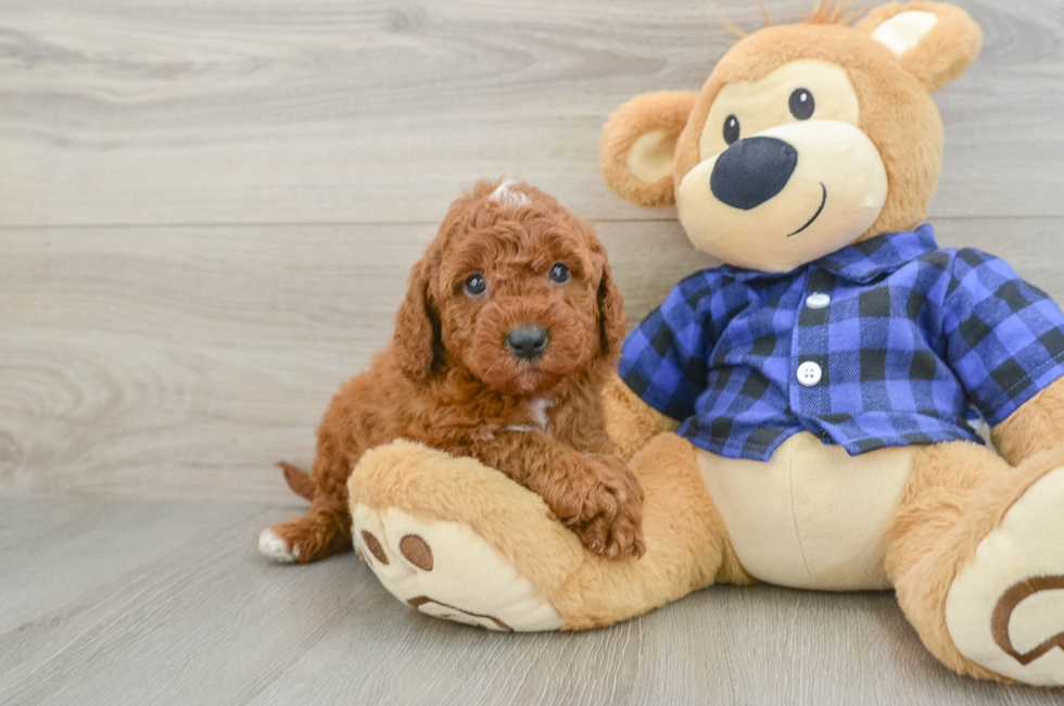 6 week old Mini Irish Doodle Puppy For Sale - Florida Fur Babies
