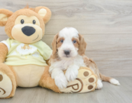 6 week old Mini Irish Doodle Puppy For Sale - Florida Fur Babies
