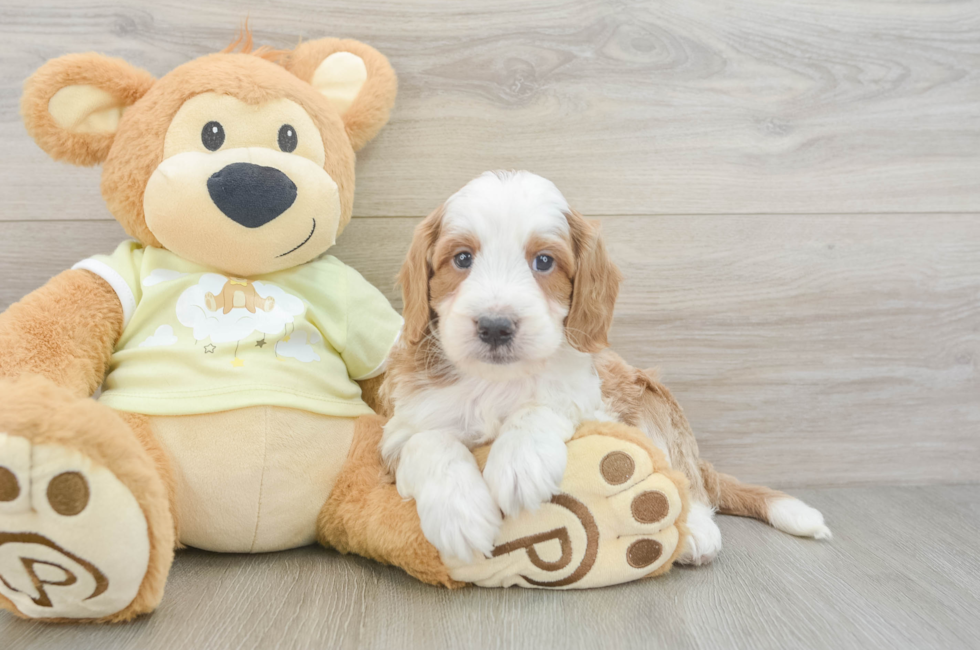 5 week old Mini Irish Doodle Puppy For Sale - Florida Fur Babies
