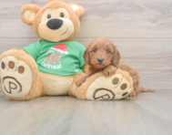 5 week old Mini Irish Doodle Puppy For Sale - Florida Fur Babies