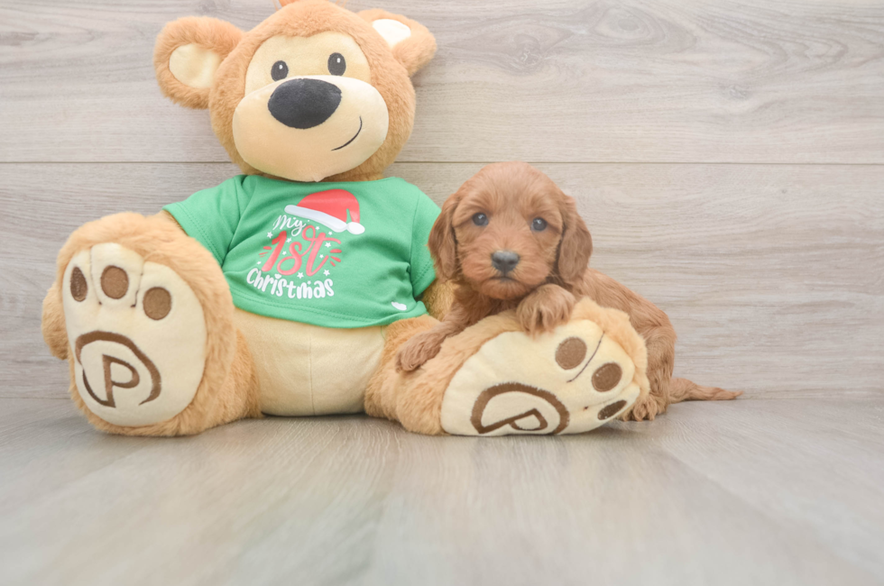 5 week old Mini Irish Doodle Puppy For Sale - Florida Fur Babies