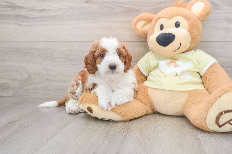 Little Mini Irishdoodle Poodle Mix Puppy