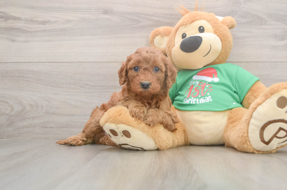 5 week old Mini Irish Doodle Puppy For Sale - Florida Fur Babies