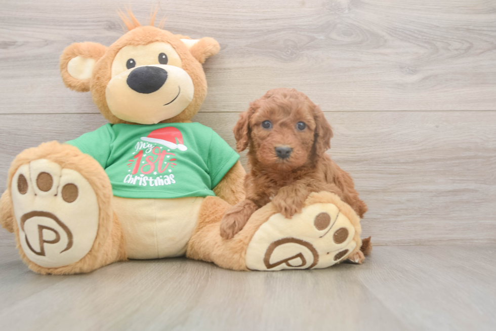 Mini Irish Doodle Puppy for Adoption