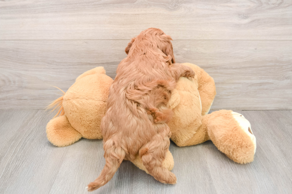 Friendly Mini Irish Doodle Baby