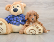 5 week old Mini Irish Doodle Puppy For Sale - Florida Fur Babies