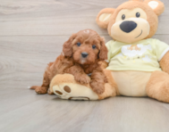 8 week old Mini Irish Doodle Puppy For Sale - Florida Fur Babies