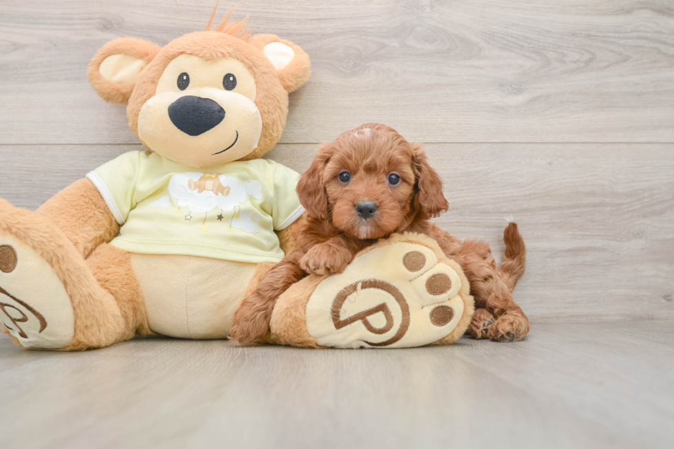 Best Mini Irish Doodle Baby