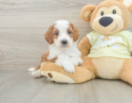 7 week old Mini Irish Doodle Puppy For Sale - Florida Fur Babies