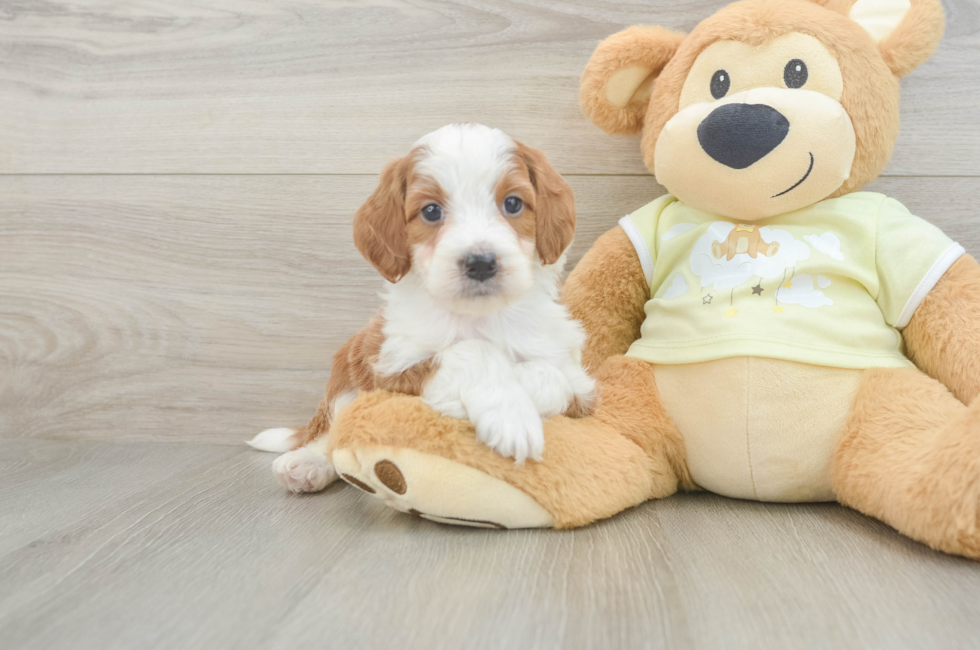 5 week old Mini Irish Doodle Puppy For Sale - Florida Fur Babies