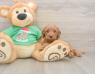 5 week old Mini Irish Doodle Puppy For Sale - Florida Fur Babies