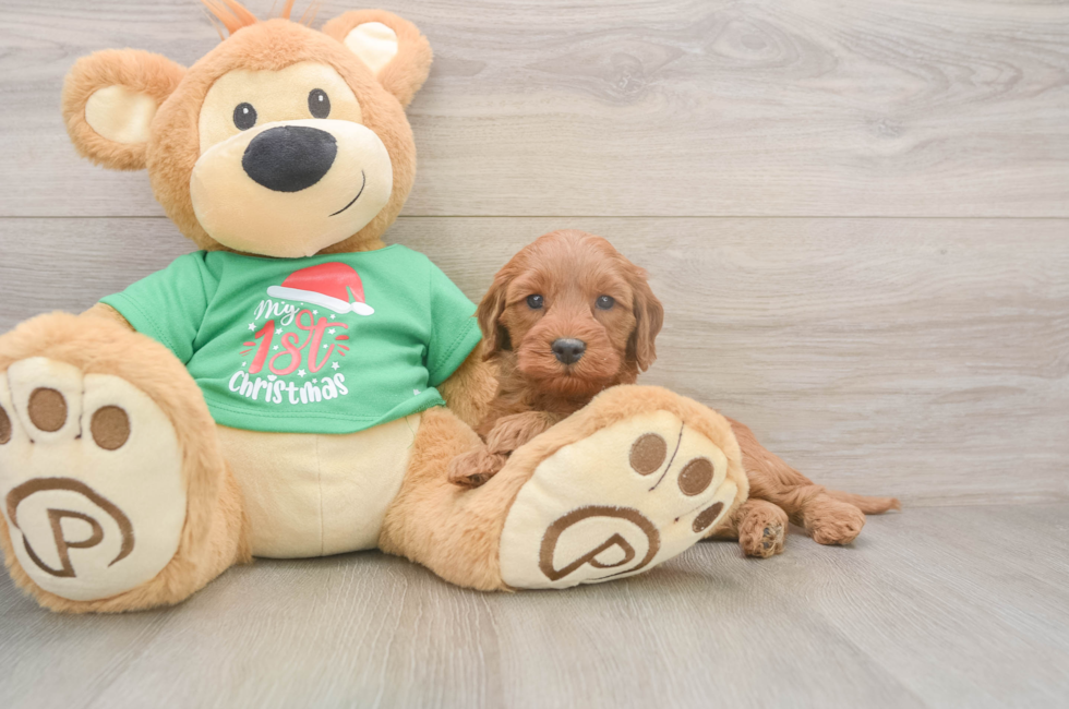 5 week old Mini Irish Doodle Puppy For Sale - Florida Fur Babies