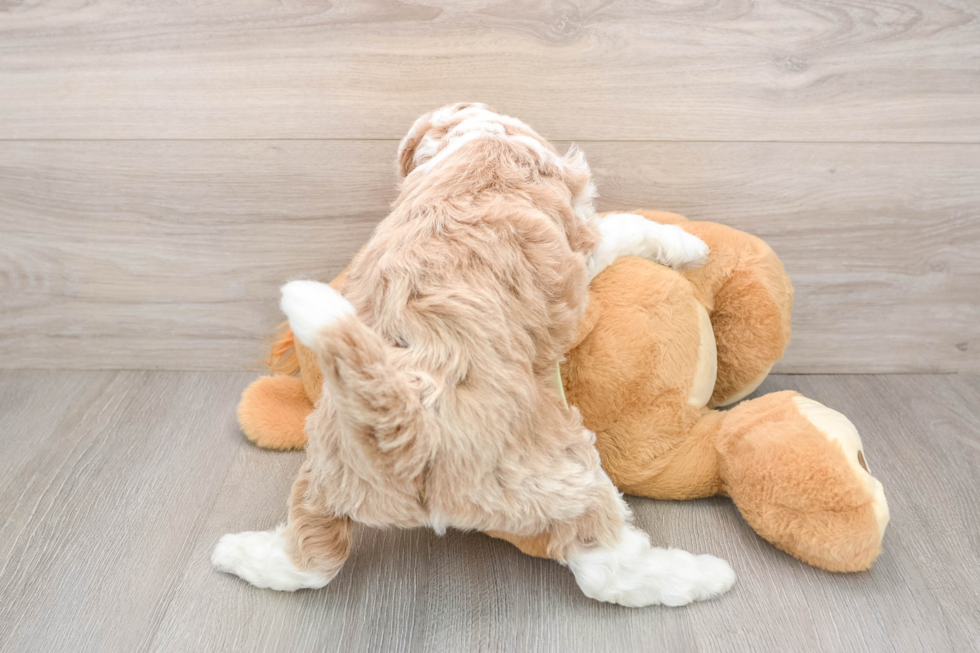 Best Mini Irish Doodle Baby