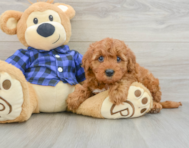 6 week old Mini Irish Doodle Puppy For Sale - Florida Fur Babies