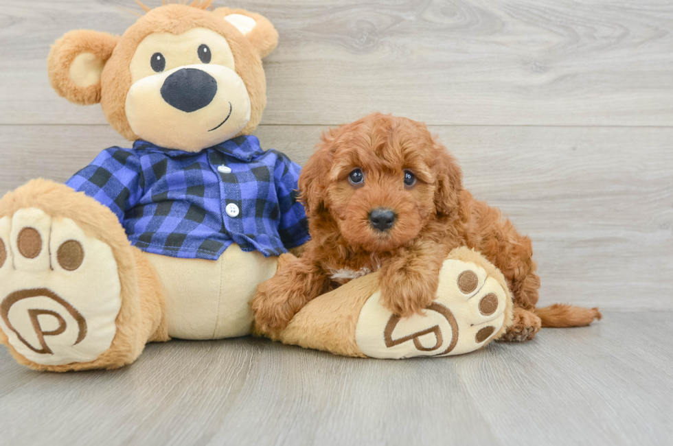 6 week old Mini Irish Doodle Puppy For Sale - Florida Fur Babies