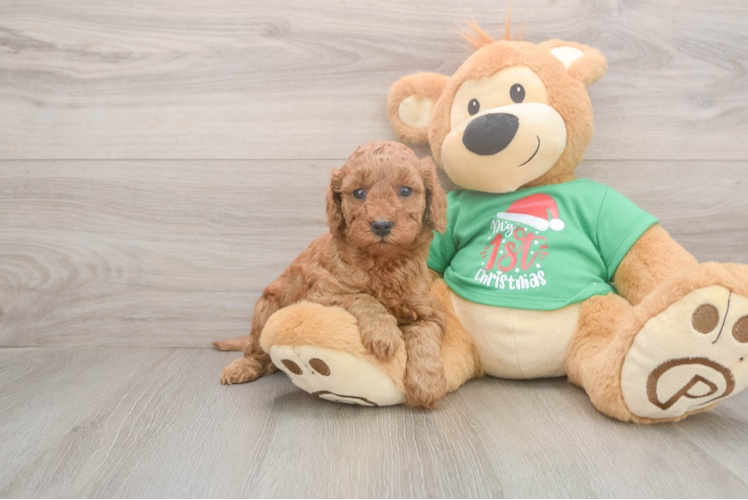 Friendly Mini Irish Doodle Baby