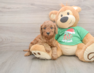6 week old Mini Irish Doodle Puppy For Sale - Florida Fur Babies