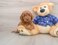 6 week old Mini Irish Doodle Puppy For Sale - Florida Fur Babies