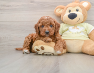 8 week old Mini Irish Doodle Puppy For Sale - Florida Fur Babies
