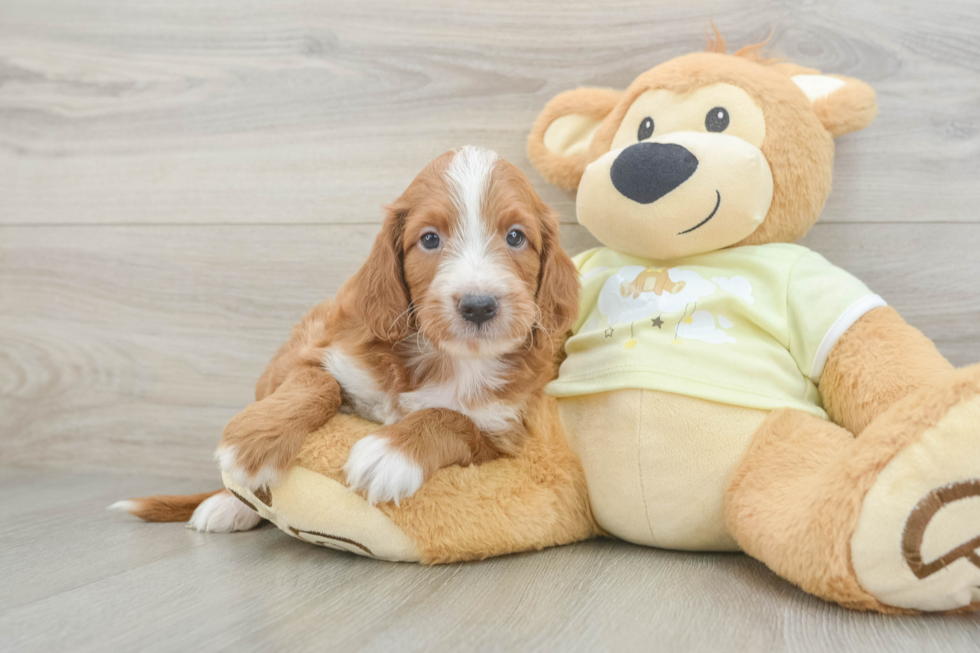 Popular Mini Irish Doodle Poodle Mix Pup