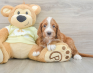 10 week old Mini Irish Doodle Puppy For Sale - Florida Fur Babies