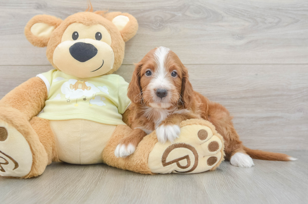 5 week old Mini Irish Doodle Puppy For Sale - Florida Fur Babies
