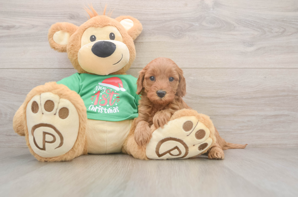 5 week old Mini Irish Doodle Puppy For Sale - Florida Fur Babies