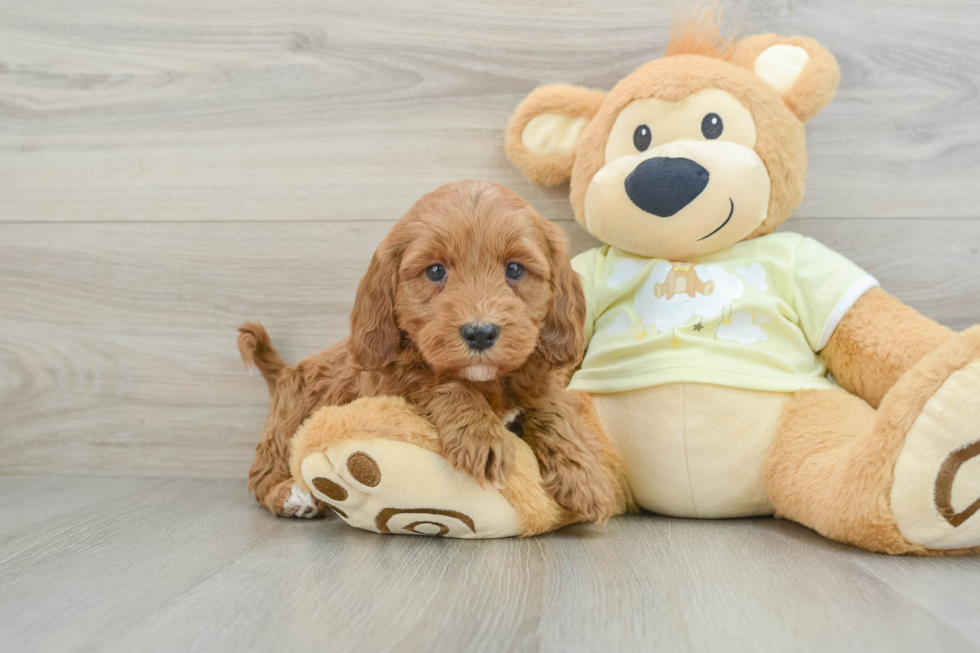 Energetic Irish Setterpoo Poodle Mix Puppy