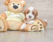 5 week old Mini Irish Doodle Puppy For Sale - Florida Fur Babies