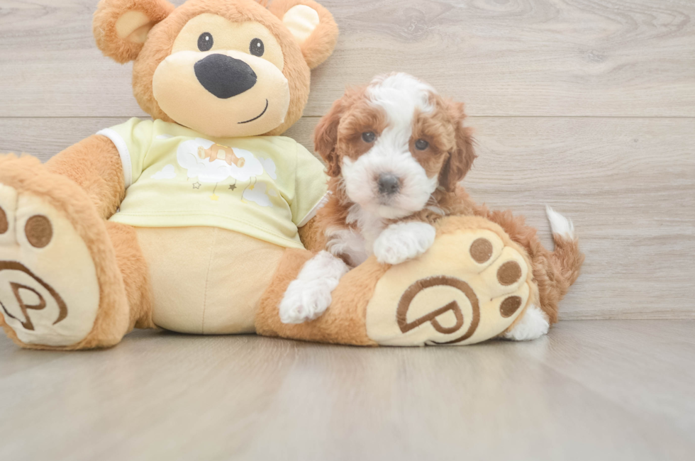 6 week old Mini Irish Doodle Puppy For Sale - Florida Fur Babies