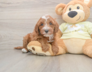 6 week old Mini Irish Doodle Puppy For Sale - Florida Fur Babies