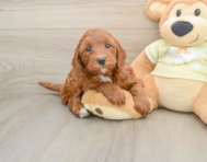 5 week old Mini Irish Doodle Puppy For Sale - Florida Fur Babies