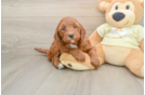 Funny Mini Irish Doodle Poodle Mix Pup