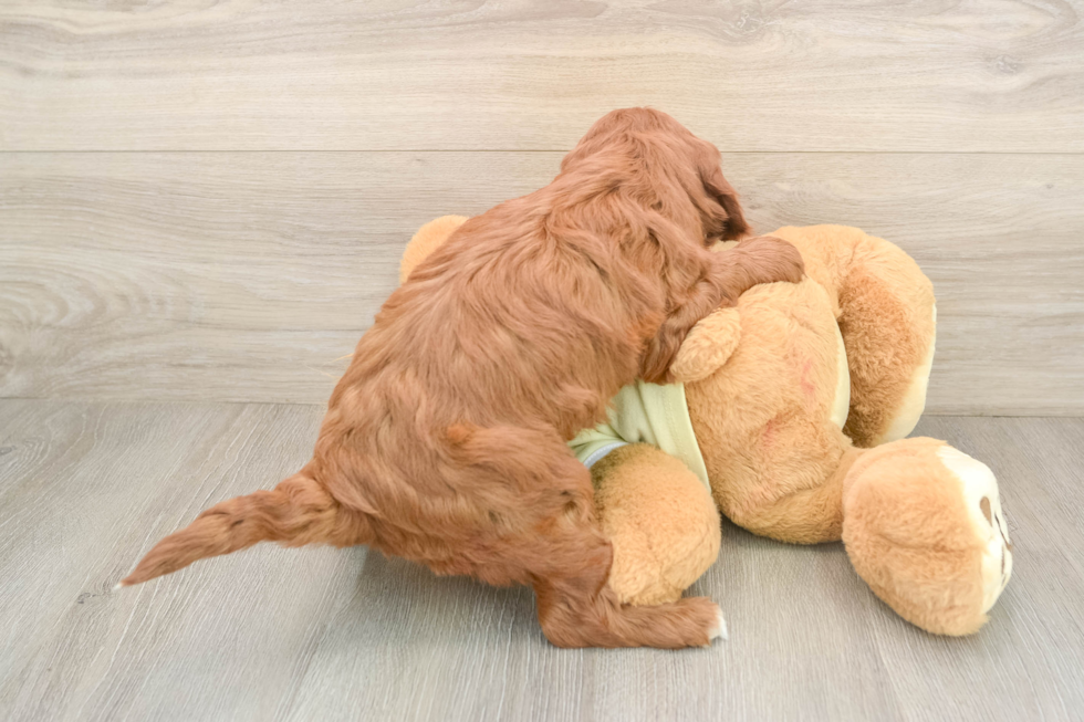 Adorable Setterdoodle Poodle Mix Puppy