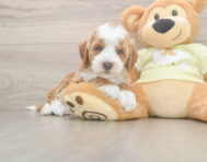 5 week old Mini Irish Doodle Puppy For Sale - Florida Fur Babies