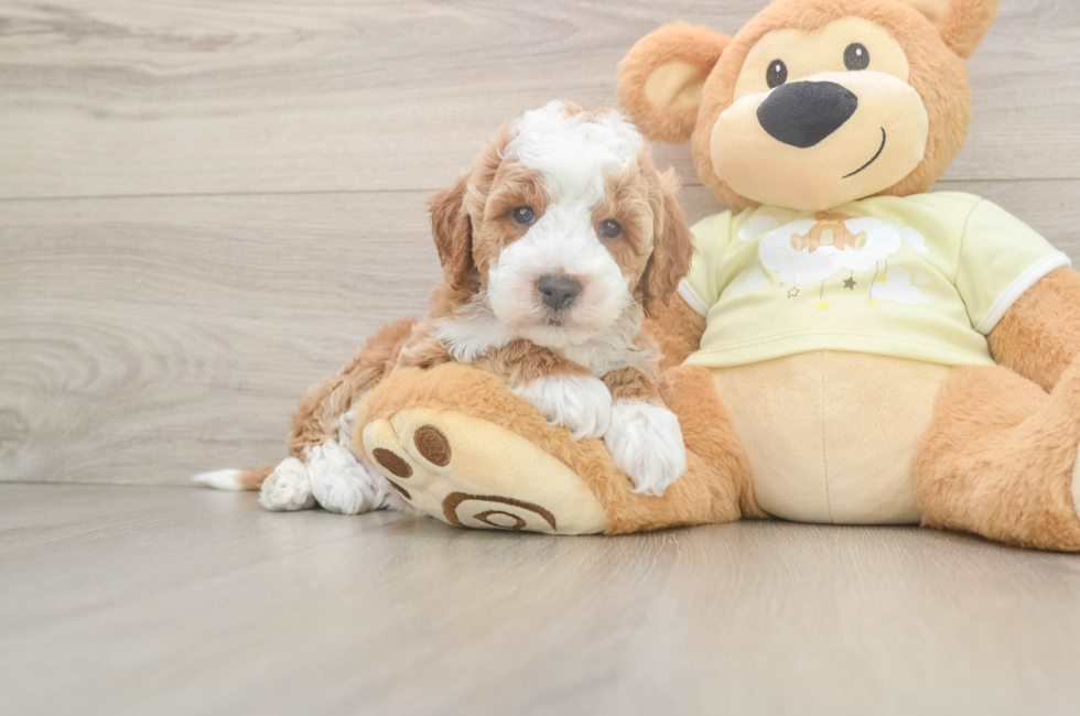 6 week old Mini Irish Doodle Puppy For Sale - Florida Fur Babies