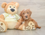 5 week old Mini Irish Doodle Puppy For Sale - Florida Fur Babies
