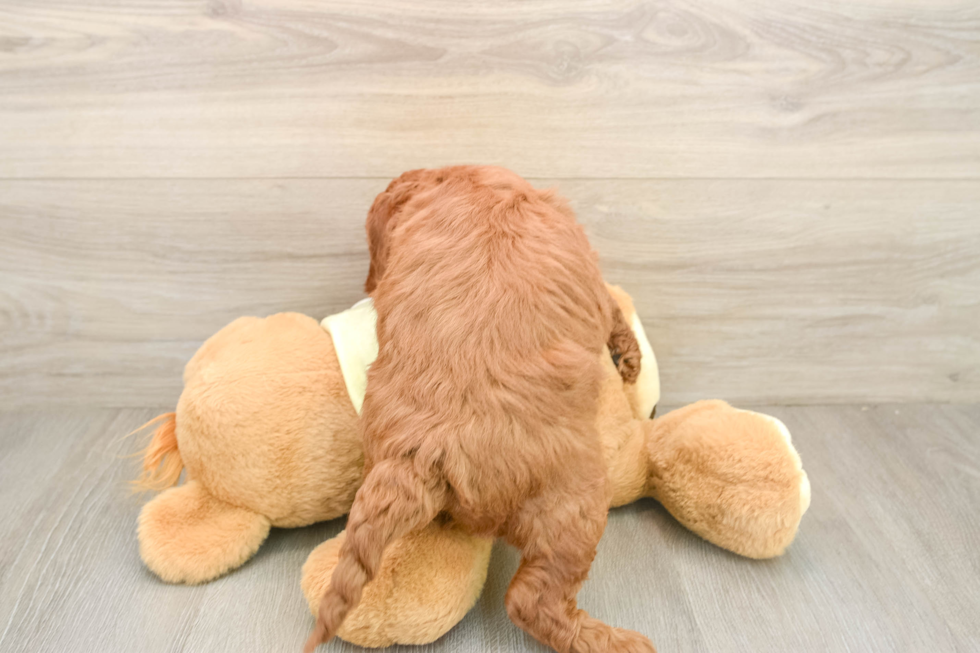 Smart Mini Irish Doodle Poodle Mix Pup