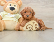 5 week old Mini Irish Doodle Puppy For Sale - Florida Fur Babies